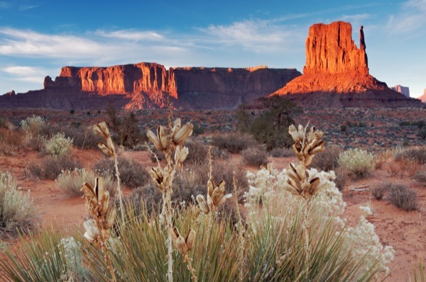 monument valley left mitten and winter yucca flower at sunset.jpg